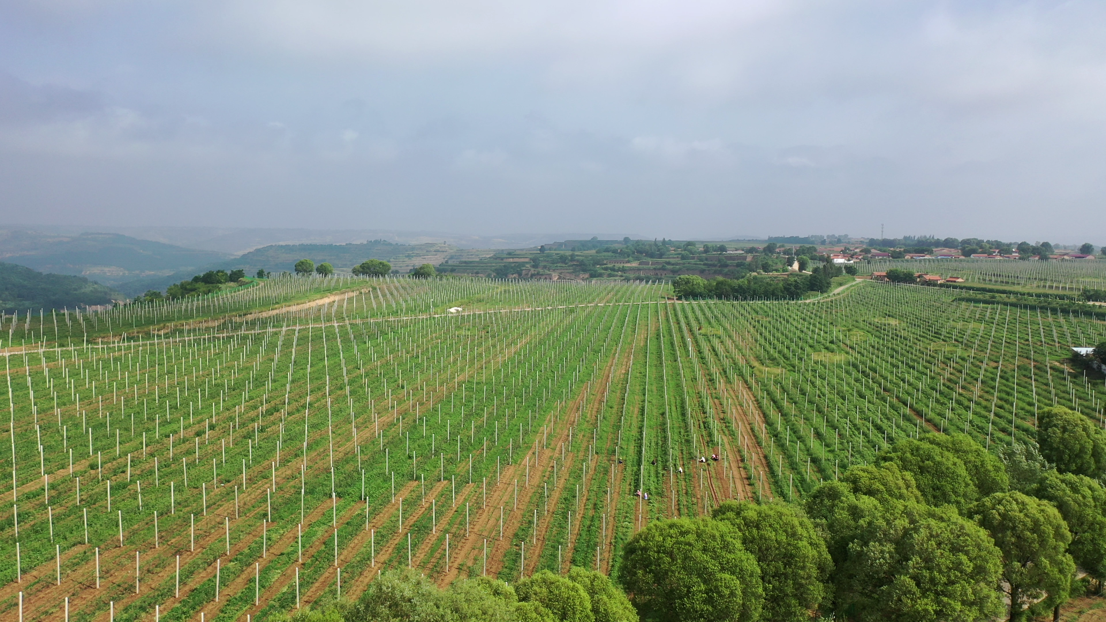 崇信縣黃寨鎮(zhèn)矮化密植蘋(píng)果園示范基地(1).png 崇信縣黃寨鎮(zhèn)矮化密植蘋(píng)果園示范基地(1).png